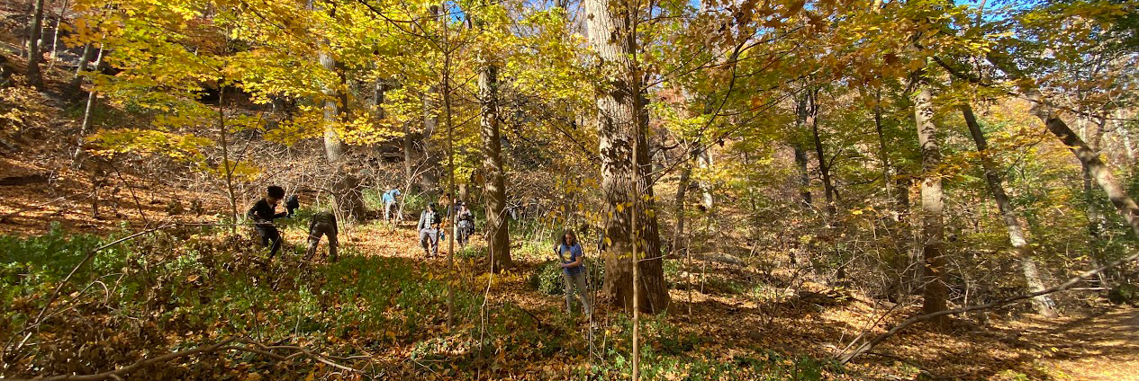 Group of stewards performing restoration work in Inwood Hill in the Fall.