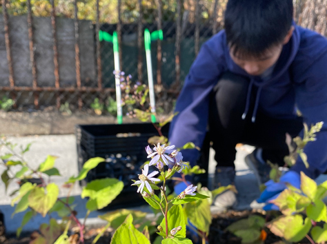 A steward planting a new flower on street tree bed.
