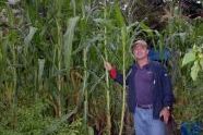 Commissioner Benepe inspects the garden's impressive corn stalks 