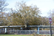 Downed Trees at Orchard Beach 